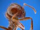 Controlling fire ants this spring
