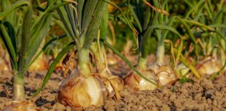 How to start a vegetable garden