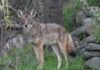 Coyotes in Cullman?