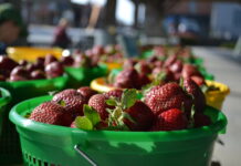 Supporting local growers