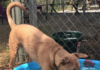 Pet of the Week returns! Alana wants to make a splash in your life!