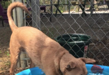 Pet of the Week returns! Alana wants to make a splash in your life!