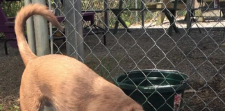 Pet of the Week returns! Alana wants to make a splash in your life!