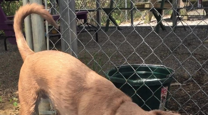 Pet of the Week returns! Alana wants to make a splash in your life!