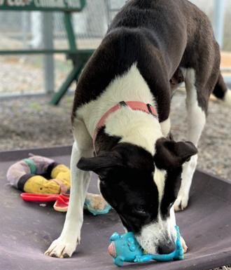 Pet of the Week: Make your life sweeter with Sweetie!