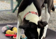 Pet of the Week: Make your life sweeter with Sweetie!