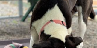 Pet of the Week: Make your life sweeter with Sweetie!