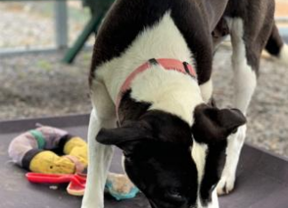 Pet of the Week: Make your life sweeter with Sweetie!