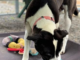 Pet of the Week: Make your life sweeter with Sweetie!