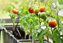 ‘Grow More, Give More’: Local gardeners can help feed those in need