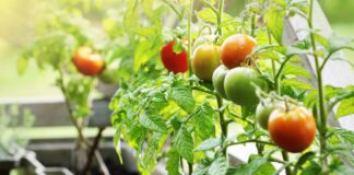 ‘Grow More, Give More’: Local gardeners can help feed those in need