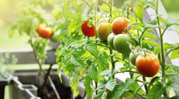 ‘Grow More, Give More’: Local gardeners can help feed those in need