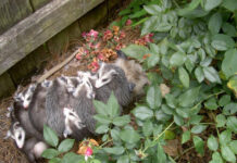 Participate in Alabama Backyard BioBlitz June 5