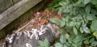 Participate in Alabama Backyard BioBlitz June 5