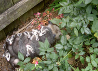 Participate in Alabama Backyard BioBlitz June 5