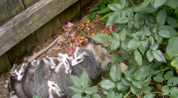 Participate in Alabama Backyard BioBlitz June 5