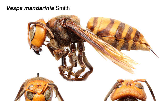 Asian giant hornets? Murder hornets? Not in Alabama