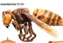 Asian giant hornets? Murder hornets? Not in Alabama