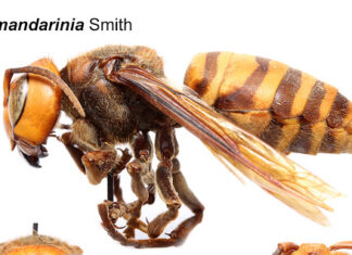 Asian giant hornets? Murder hornets? Not in Alabama