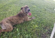 (Bonus) Pet of the Week: Gen Flynn is looking for his best friend