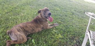 (Bonus) Pet of the Week: Gen Flynn is looking for his best friend