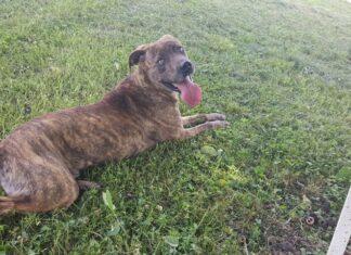 (Bonus) Pet of the Week: Gen Flynn is looking for his best friend