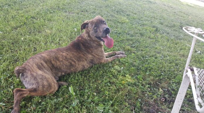 (Bonus) Pet of the Week: Gen Flynn is looking for his best friend