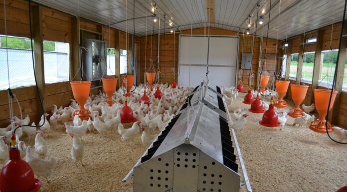 Foundry Farm benefits from new hen house