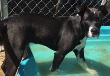 Pet of the Week: A Ray of Hope to brighten your day!