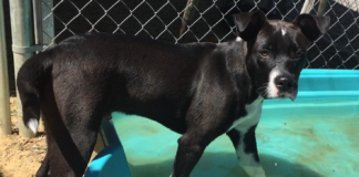 Pet of the Week: A Ray of Hope to brighten your day!