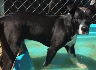 Pet of the Week: A Ray of Hope to brighten your day!