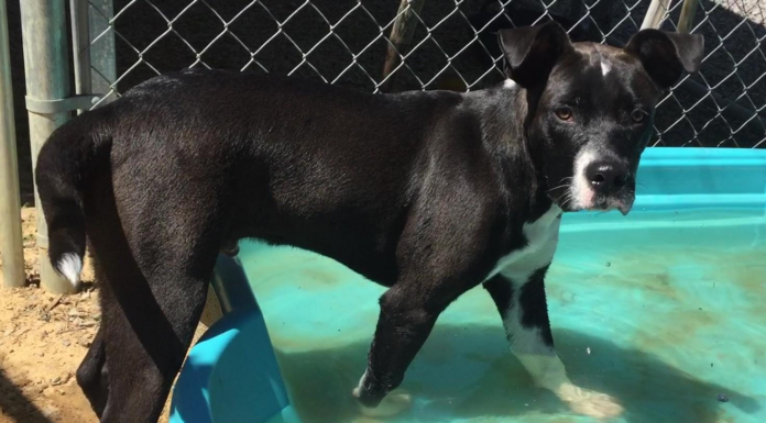 Pet of the Week: A Ray of Hope to brighten your day!