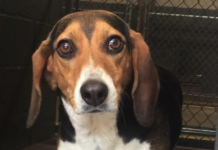 Pet of the Week: Sweet Sally needs a new home