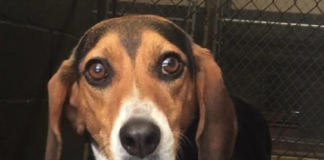 Pet of the Week: Sweet Sally needs a new home
