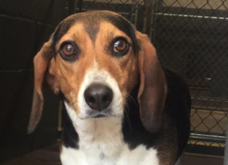 Pet of the Week: Sweet Sally needs a new home