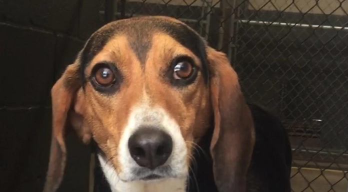 Pet of the Week: Sweet Sally needs a new home