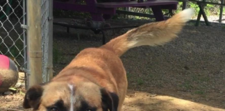 Pet of the Week: Enrich your life with this Dollar Bill!