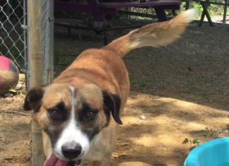 Pet of the Week: Enrich your life with this Dollar Bill!