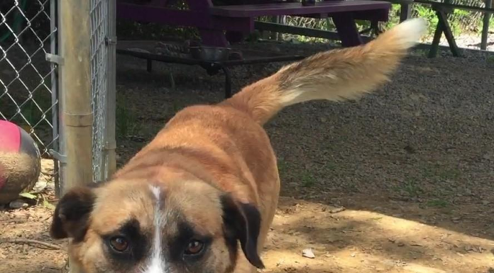 Pet of the Week: Enrich your life with this Dollar Bill!