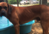 (Bonus) Pet of the Week: Make room for Big Red!
