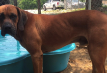 (Bonus) Pet of the Week: Make room for Big Red!