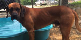 (Bonus) Pet of the Week: Make room for Big Red!