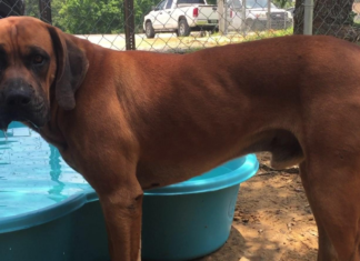 (Bonus) Pet of the Week: Make room for Big Red!