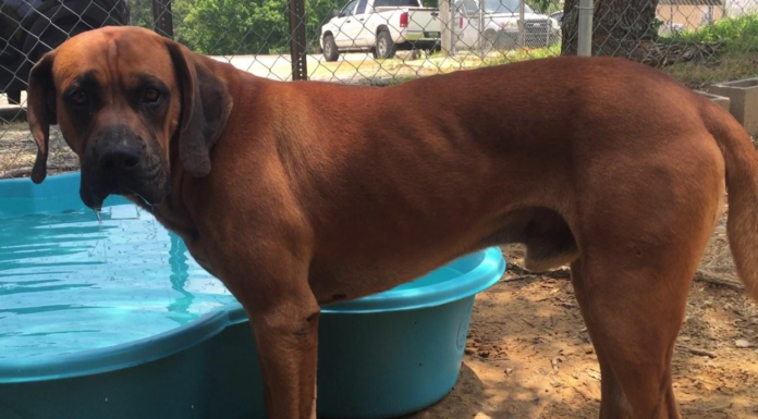 (Bonus) Pet of the Week: Make room for Big Red!