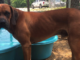 (Bonus) Pet of the Week: Make room for Big Red!