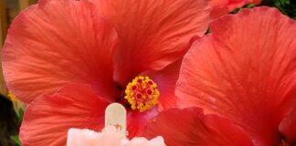 Just in time for 4th of July- the watermelon pop