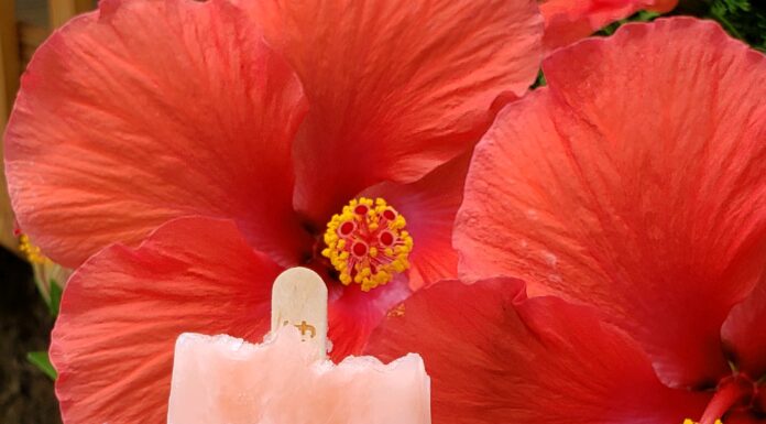 Just in time for 4th of July- the watermelon pop