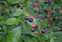 Bountiful blueberries: Local, family-owned Bagwell Blueberry Farm a summer treat