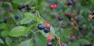 Bountiful blueberries: Local, family-owned Bagwell Blueberry Farm a summer treat