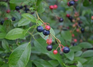 Bountiful blueberries: Local, family-owned Bagwell Blueberry Farm a summer treat